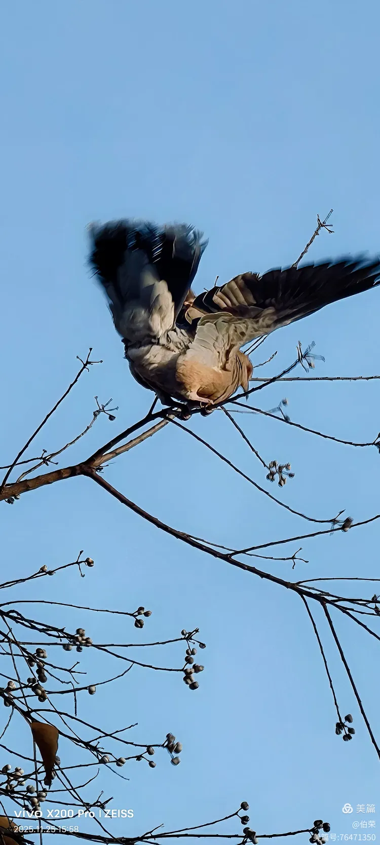 鸟姿百态图（88岁翁手机拍摄）