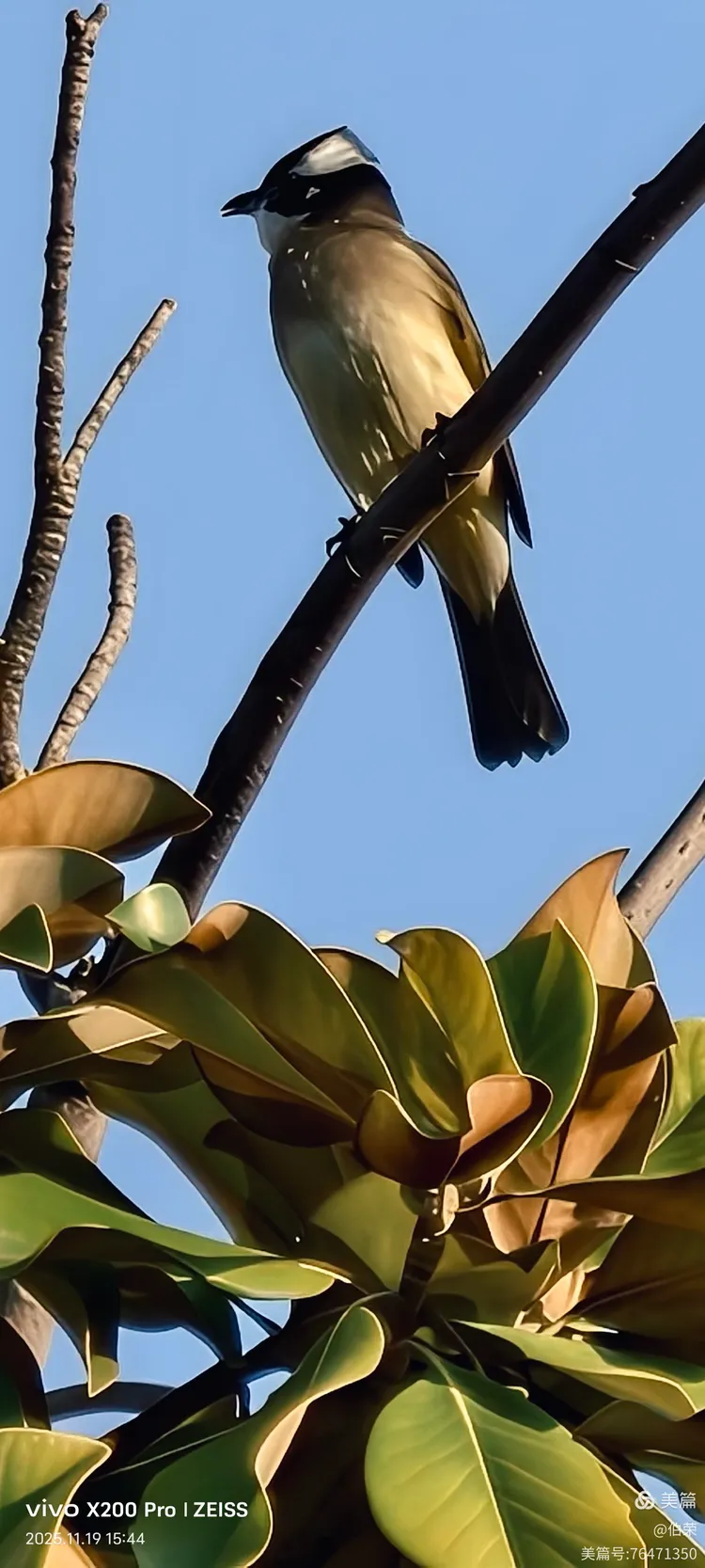 鸟姿百态图（88岁翁手机拍摄）