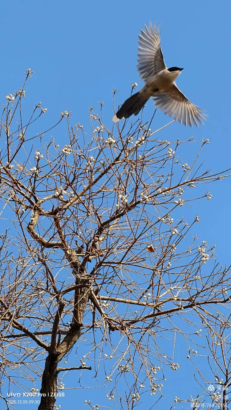 鸟姿百态图（88岁翁手机拍摄）