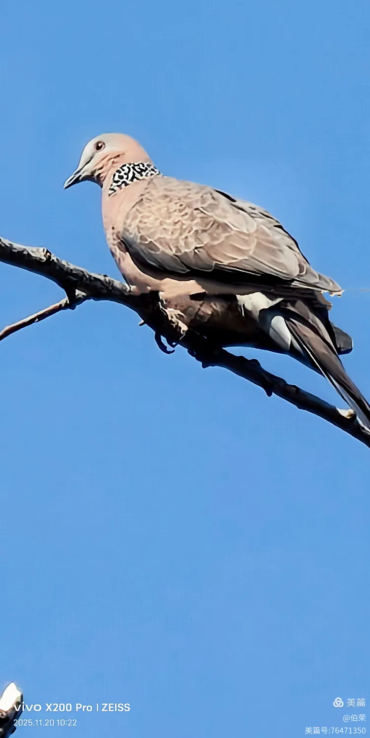 鸟姿百态图（88岁翁手机拍摄）