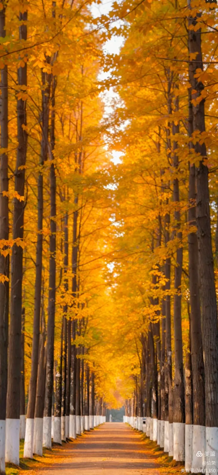 桃花岛里好风光！（88岁翁手机拍摄）
