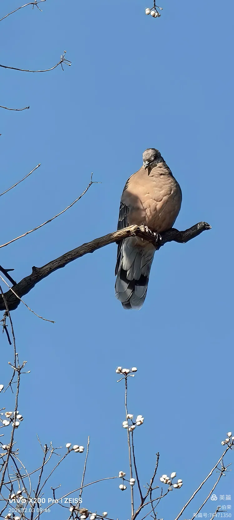 鸟姿百态图（88岁翁手机拍摄）