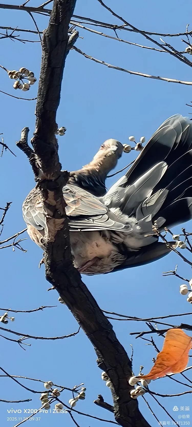 鸟姿百态图（88岁翁手机拍摄）