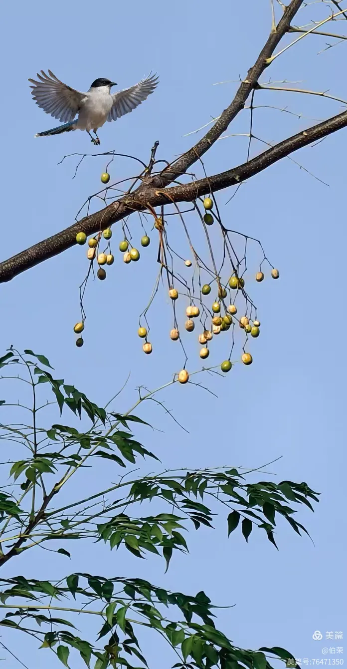 鸟姿百态图（88岁翁手机拍摄）