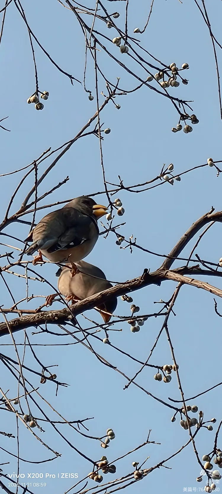 鸟姿百态图（88岁翁手机拍摄）