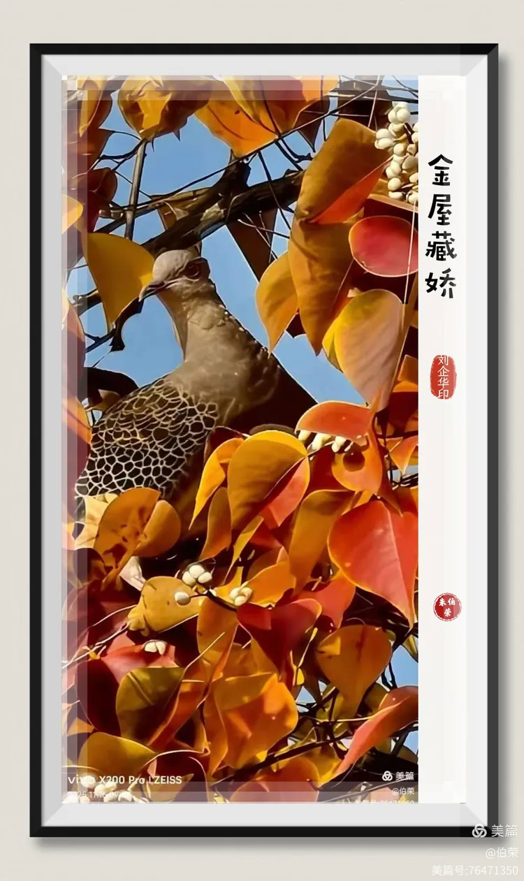 鸟姿百态图（88岁翁手机拍摄）