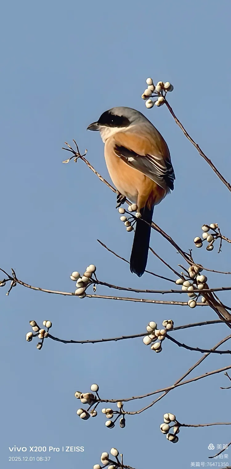 鸟姿百态图（88岁翁手机拍摄）