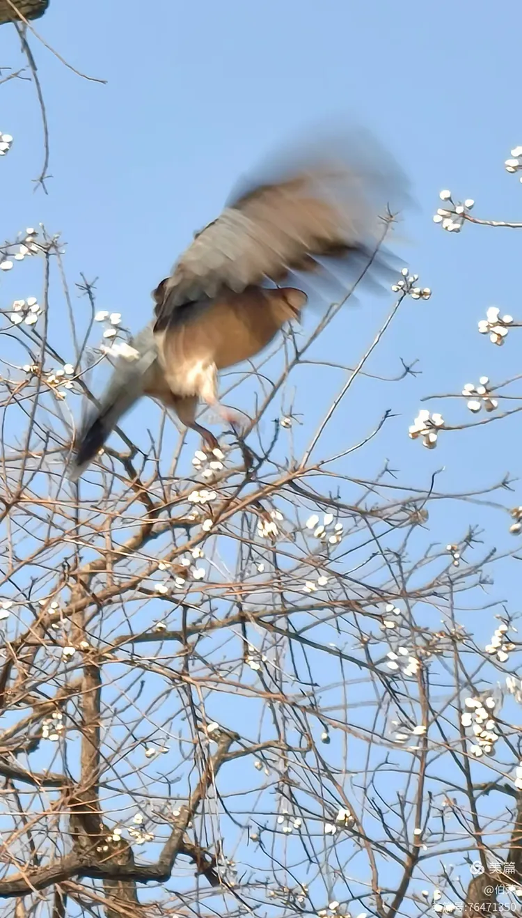 鸟姿百态图（88岁翁手机拍摄）