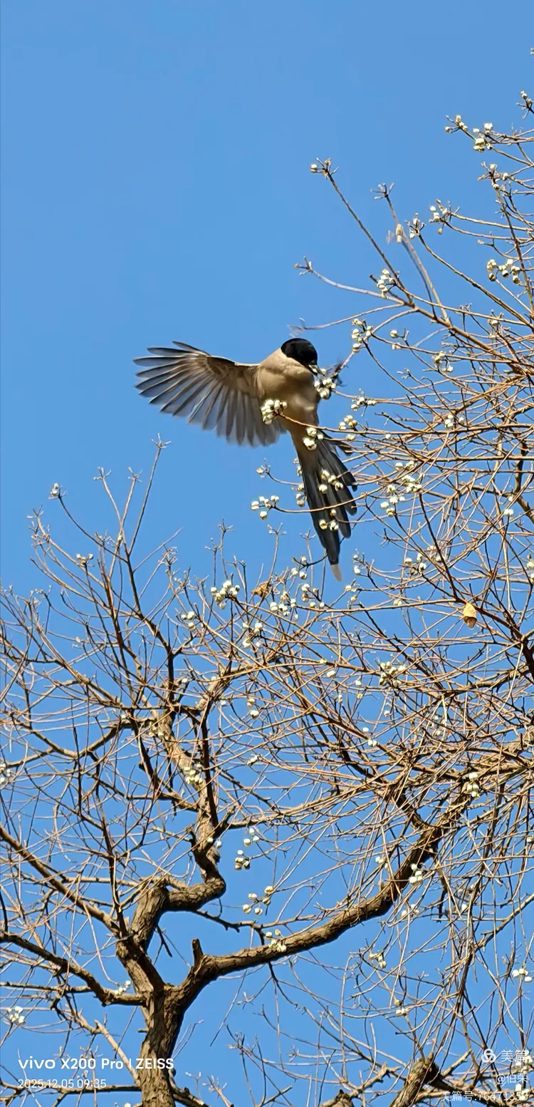 鸟姿百态图（88岁翁手机拍摄）