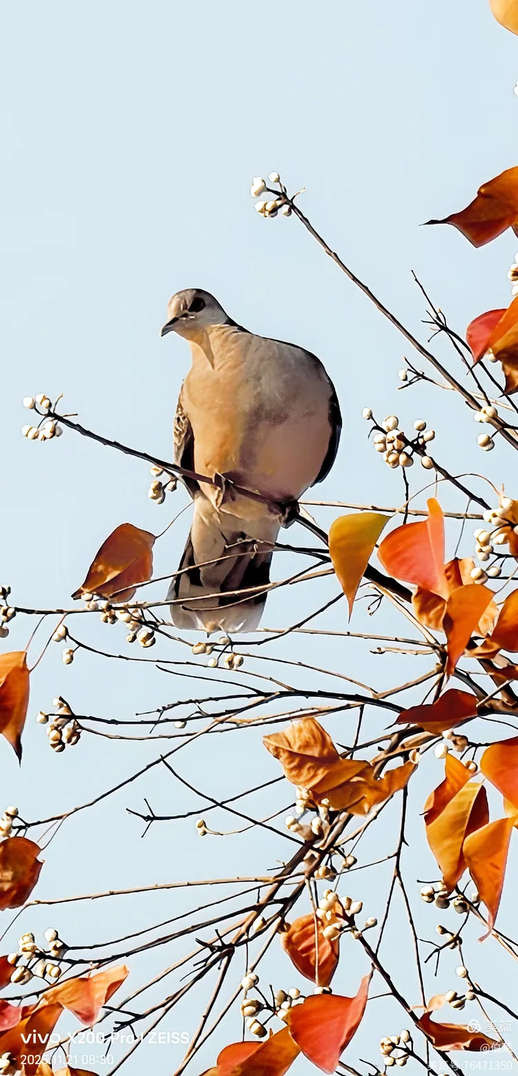 鸟姿百态图（88岁翁手机拍摄）