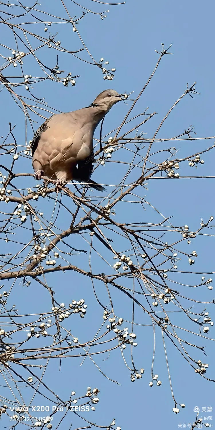 鸟姿百态图（88岁翁手机拍摄）