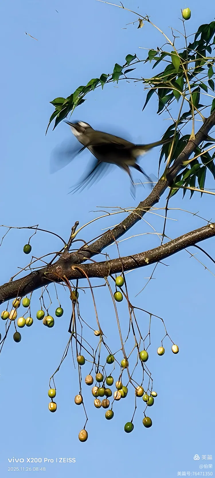 鸟姿百态图（88岁翁手机拍摄）