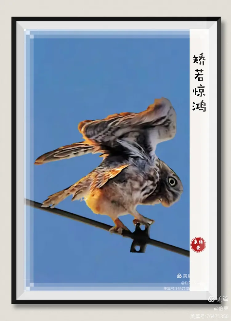 鸟姿百态图（88岁翁手机拍摄）