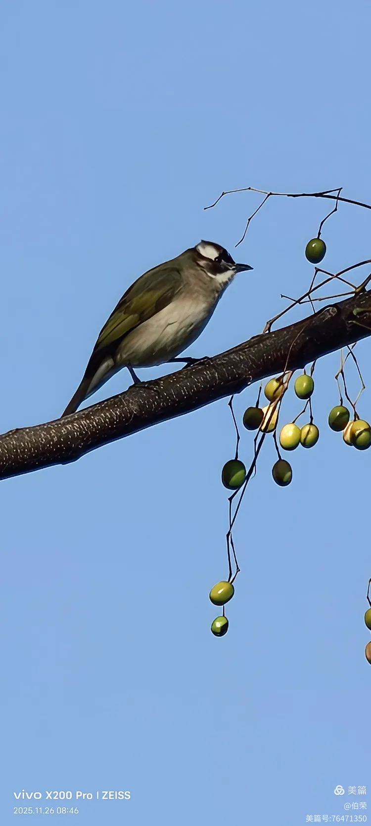 鸟姿百态图（88岁翁手机拍摄）