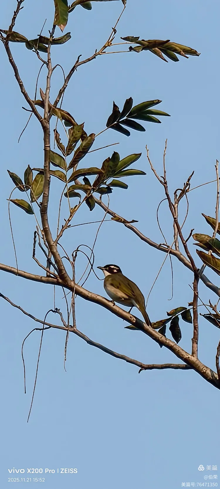 鸟姿百态图（88岁翁手机拍摄）