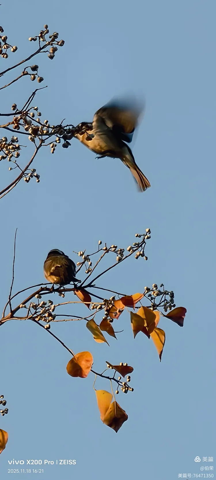 鸟姿百态图（88岁翁手机拍摄）