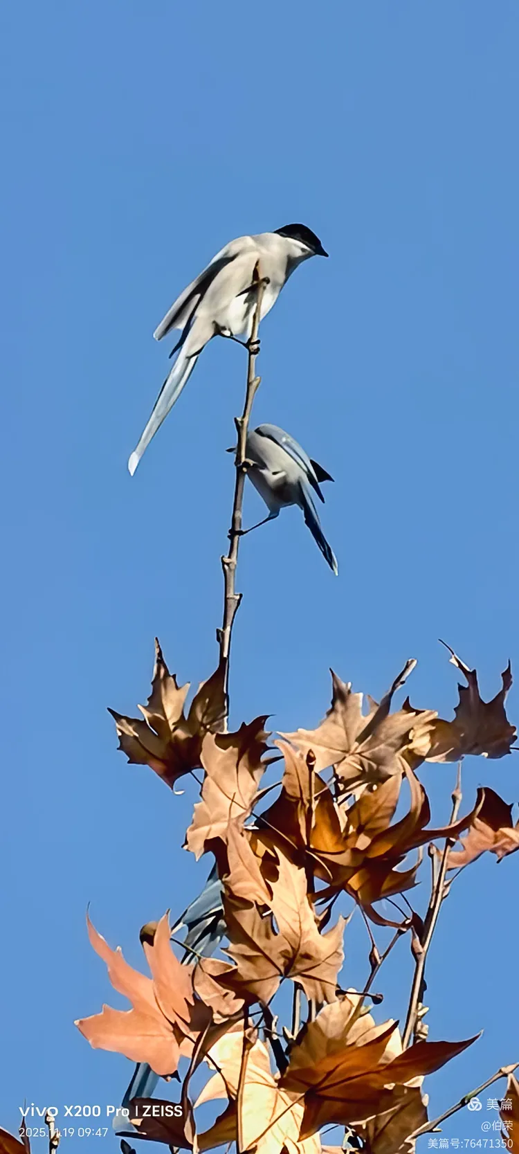 鸟姿百态图（88岁翁手机拍摄）