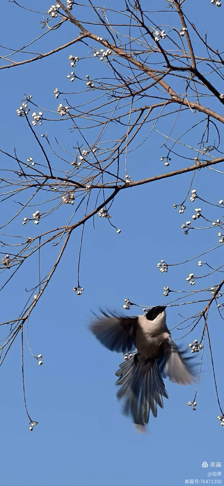 鸟姿百态图（88岁翁手机拍摄）