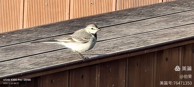 鸟姿百态图（88岁翁手机拍摄）