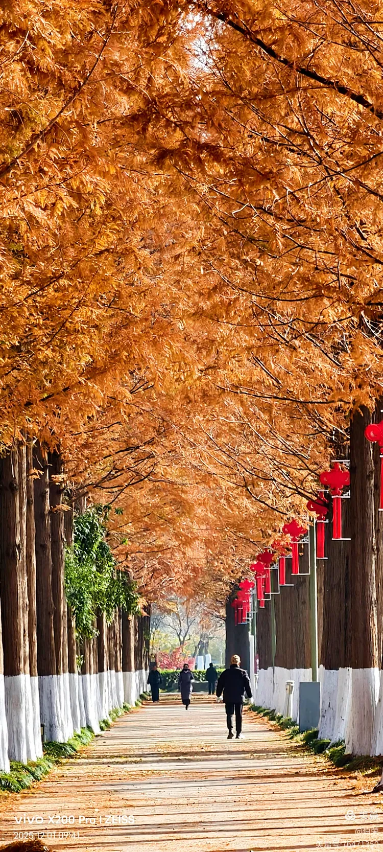 桃花岛里好风光！（88岁翁手机拍摄）