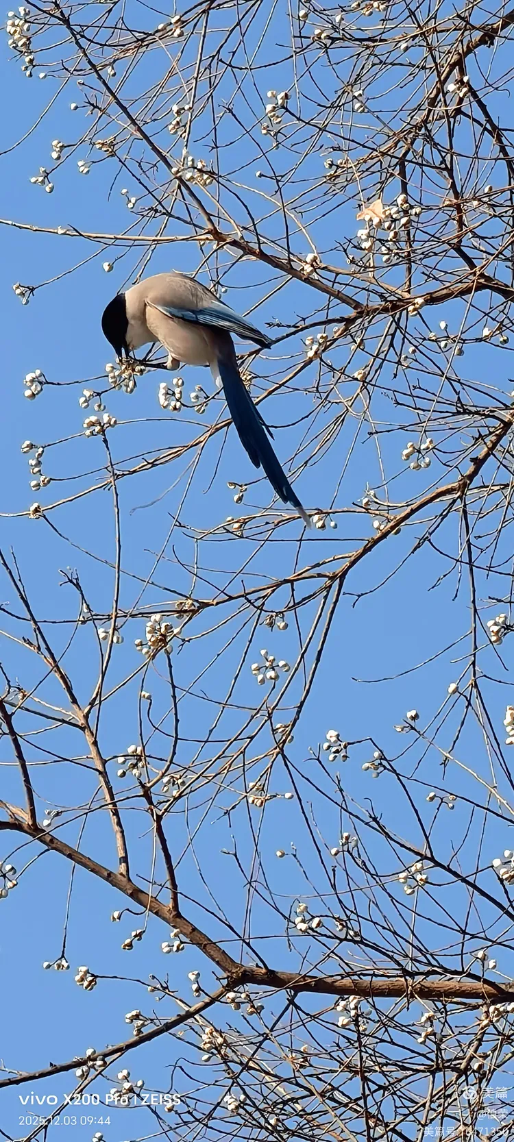 鸟姿百态图（88岁翁手机拍摄）