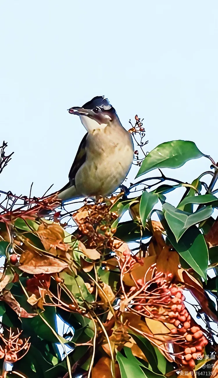 鸟姿百态图（88岁翁手机拍摄）