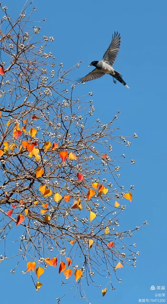 鸟姿百态图（88岁翁手机拍摄）