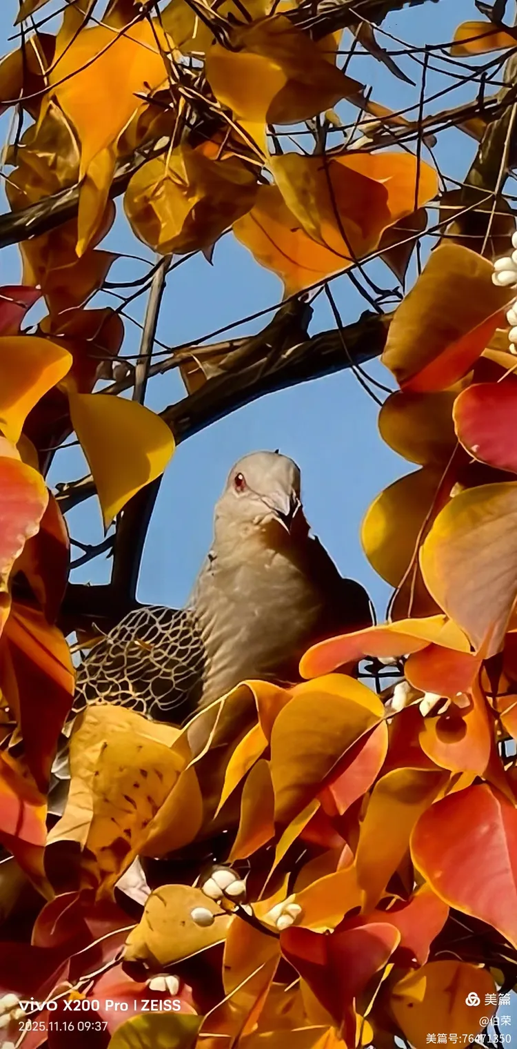 鸟姿百态图（88岁翁手机拍摄）