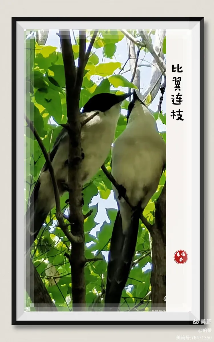 鸟姿百态图（88岁翁手机拍摄）