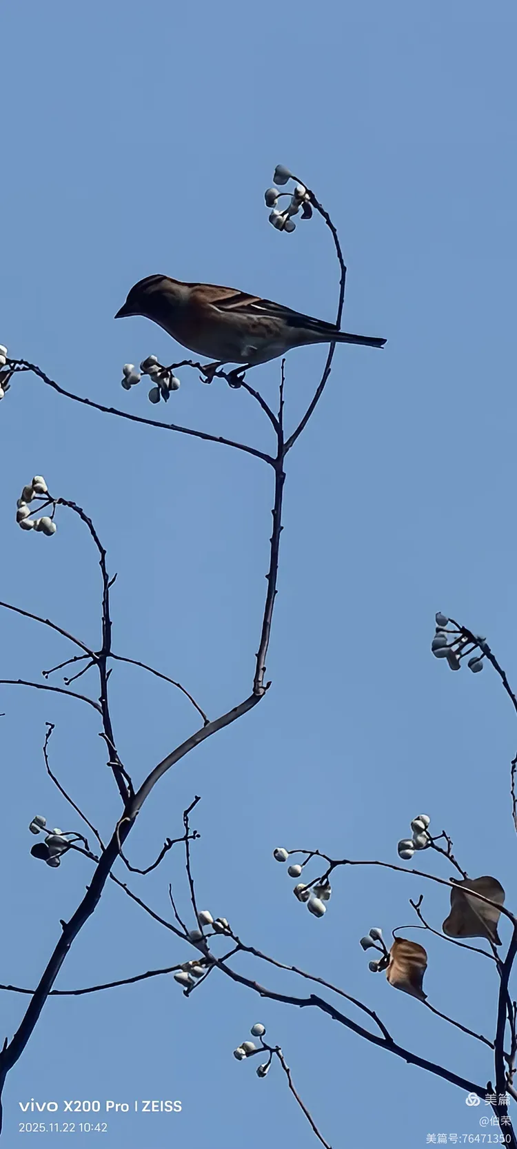 鸟姿百态图（88岁翁手机拍摄）