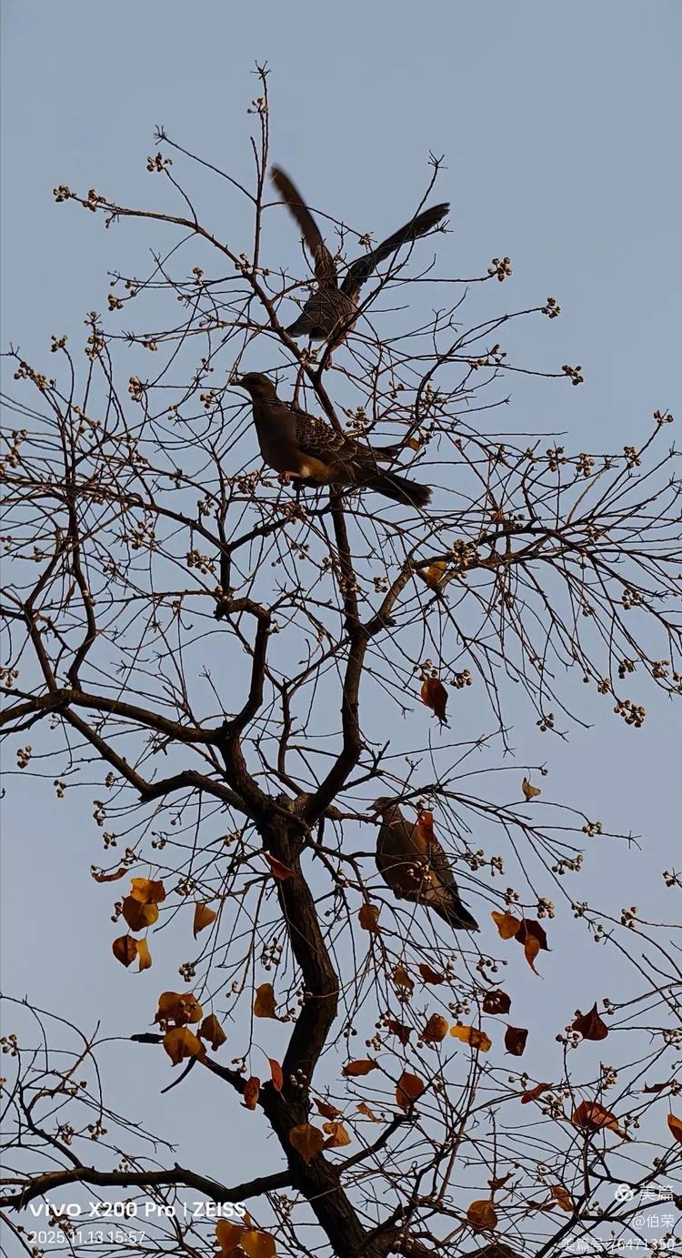 鸟姿百态图（88岁翁手机拍摄）