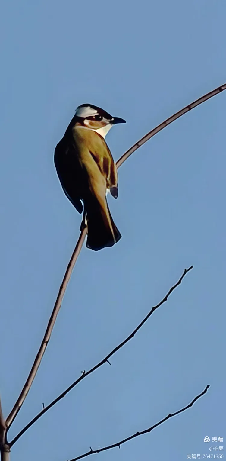 鸟姿百态图（88岁翁手机拍摄）