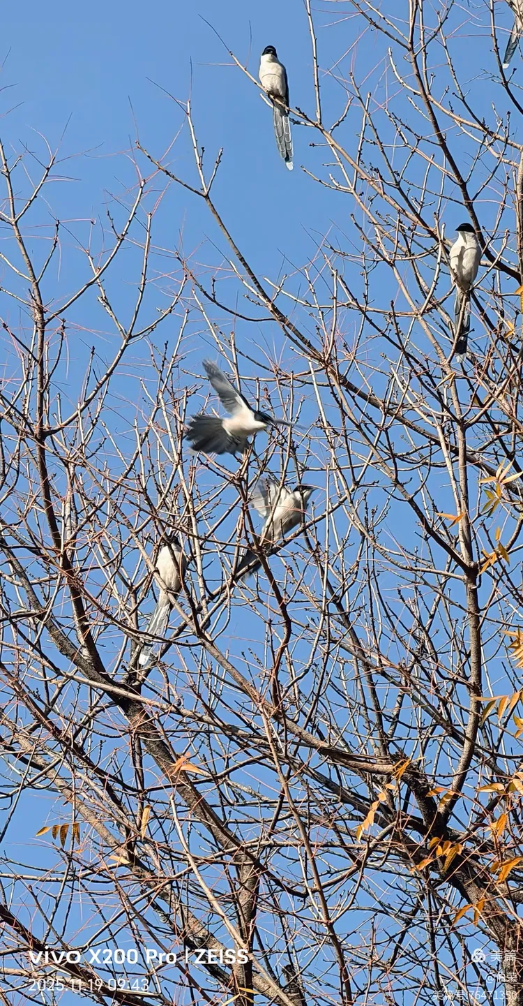 鸟姿百态图（88岁翁手机拍摄）