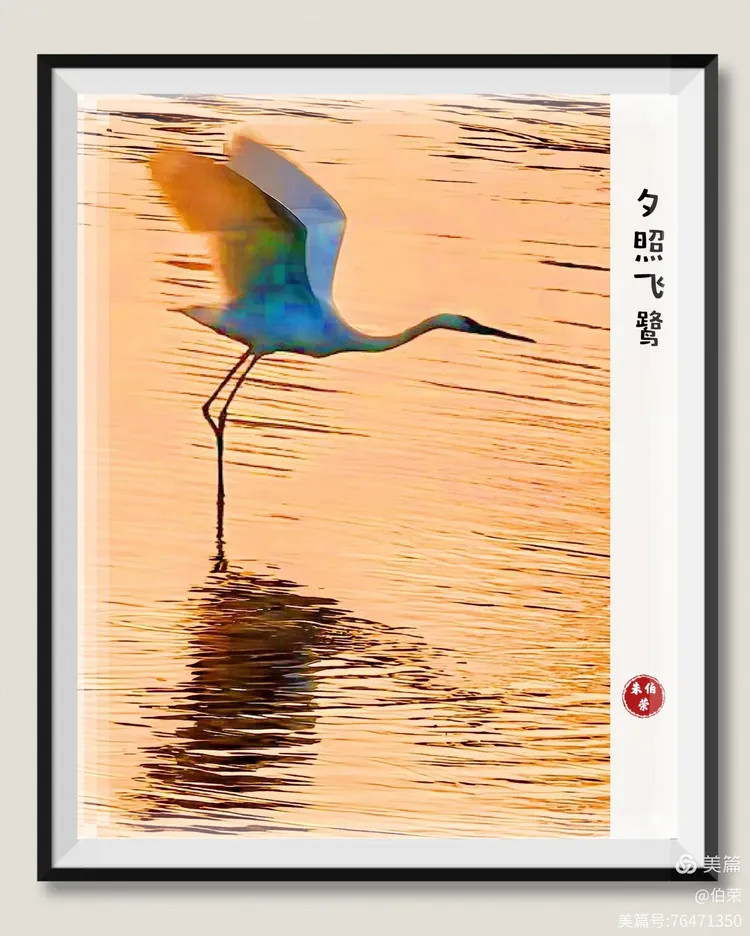 鸟姿百态图（88岁翁手机拍摄）