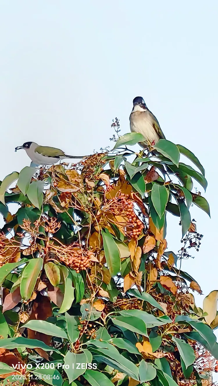 鸟姿百态图（88岁翁手机拍摄）