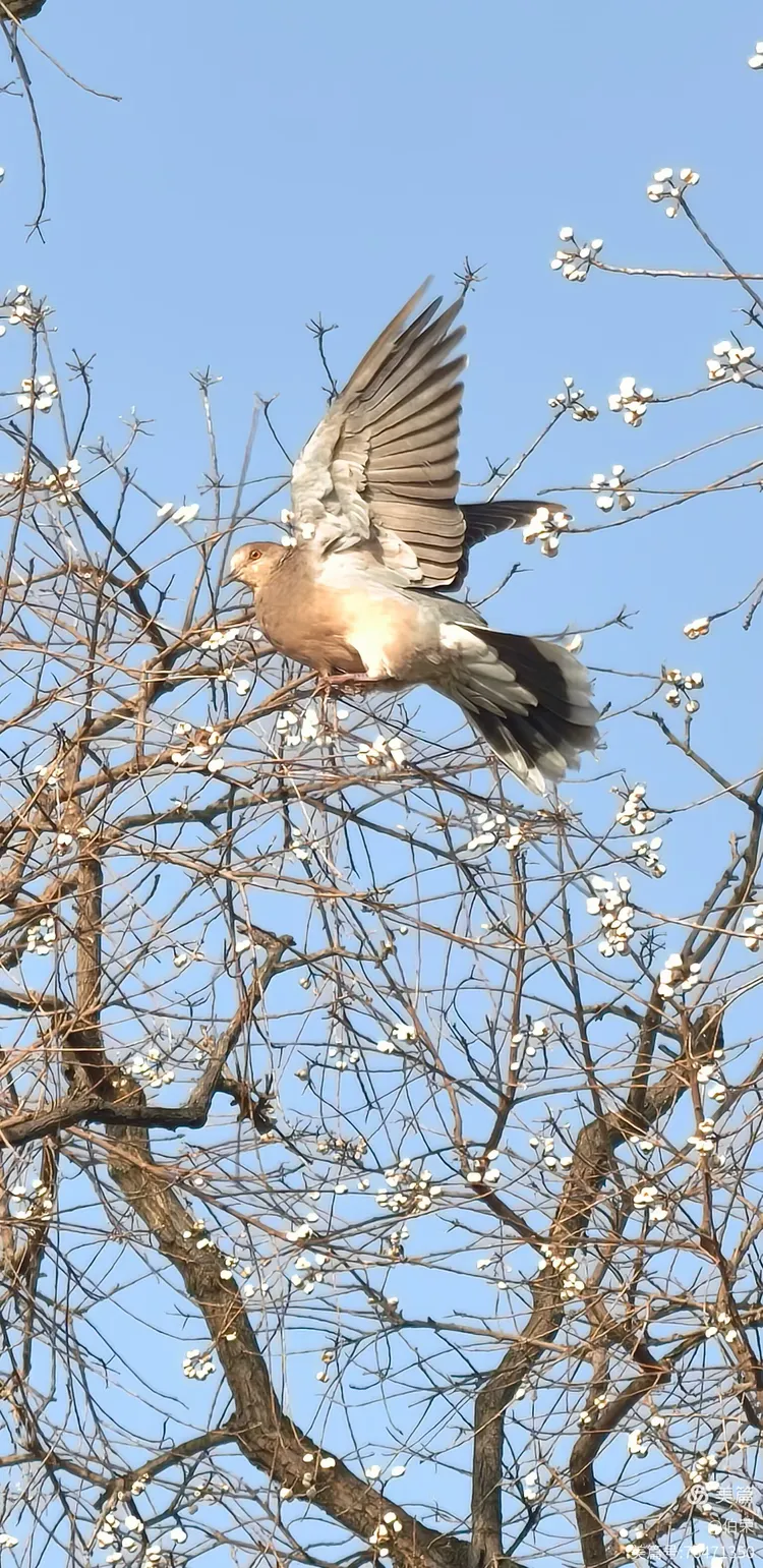 鸟姿百态图（88岁翁手机拍摄）