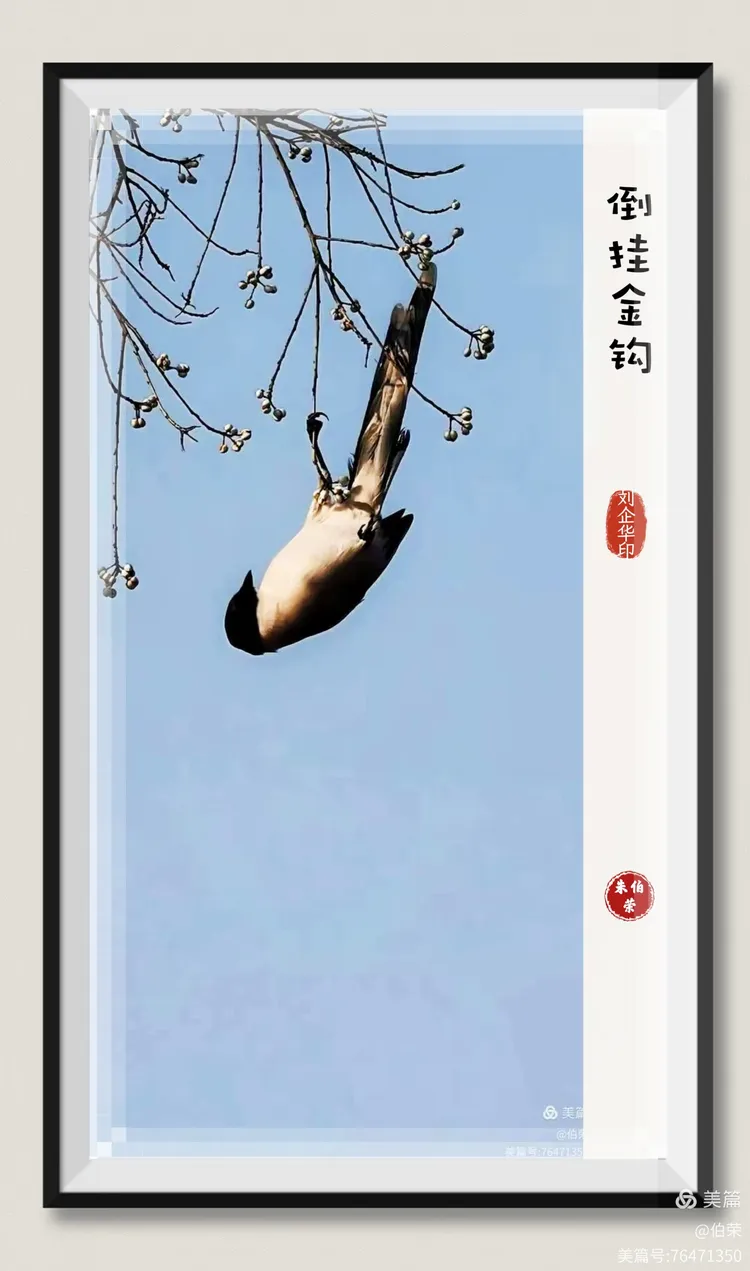 鸟姿百态图（88岁翁手机拍摄）