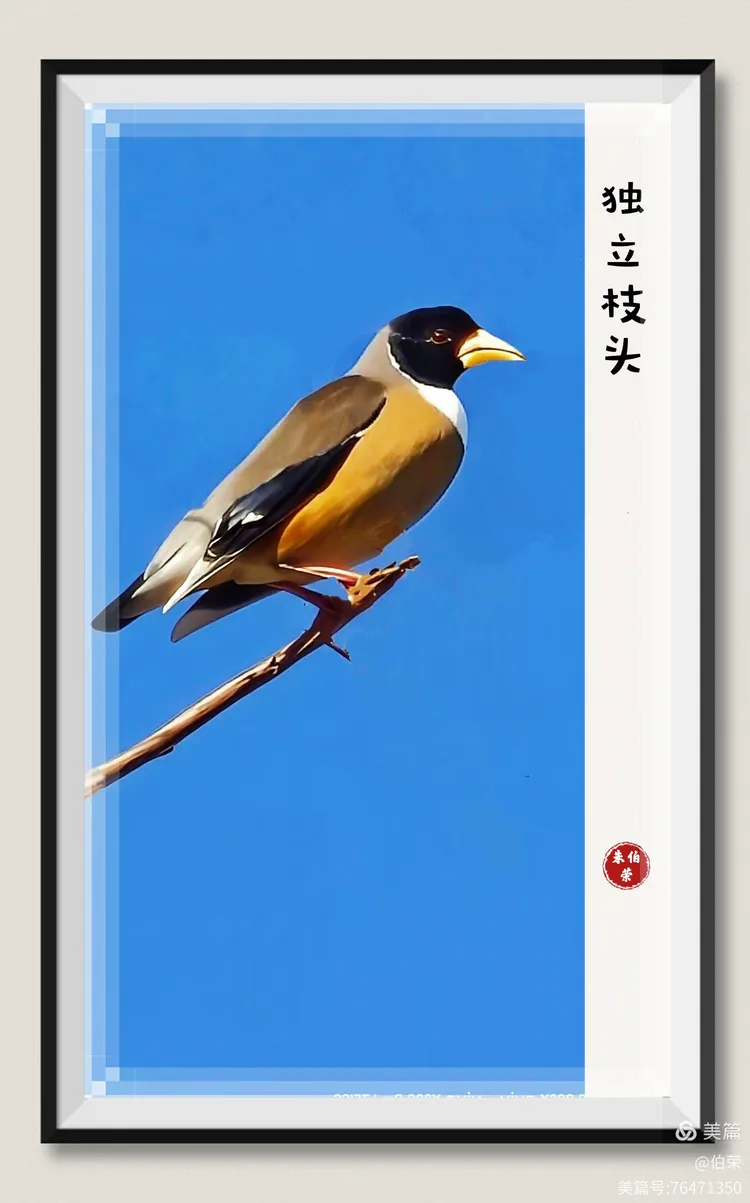 鸟姿百态图（88岁翁手机拍摄）