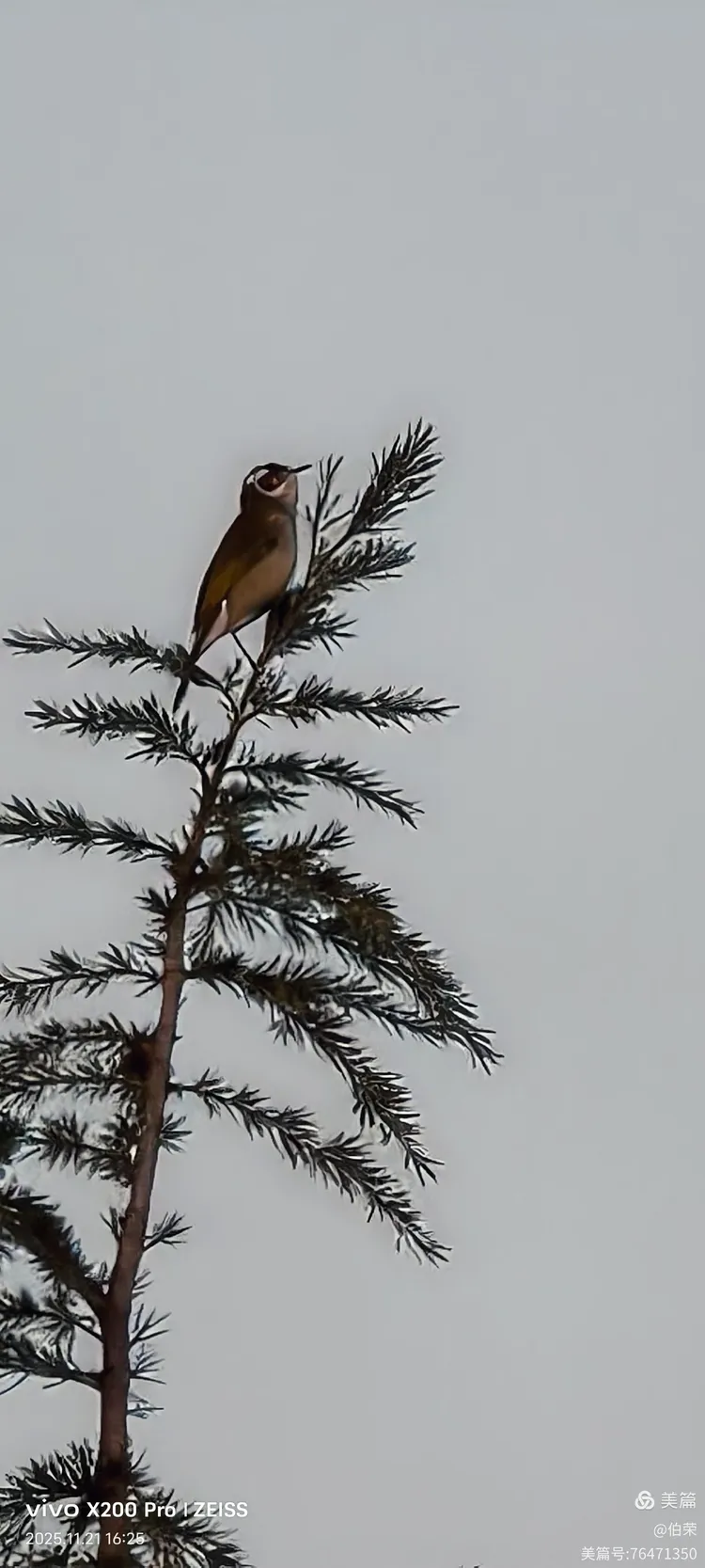 鸟姿百态图（88岁翁手机拍摄）