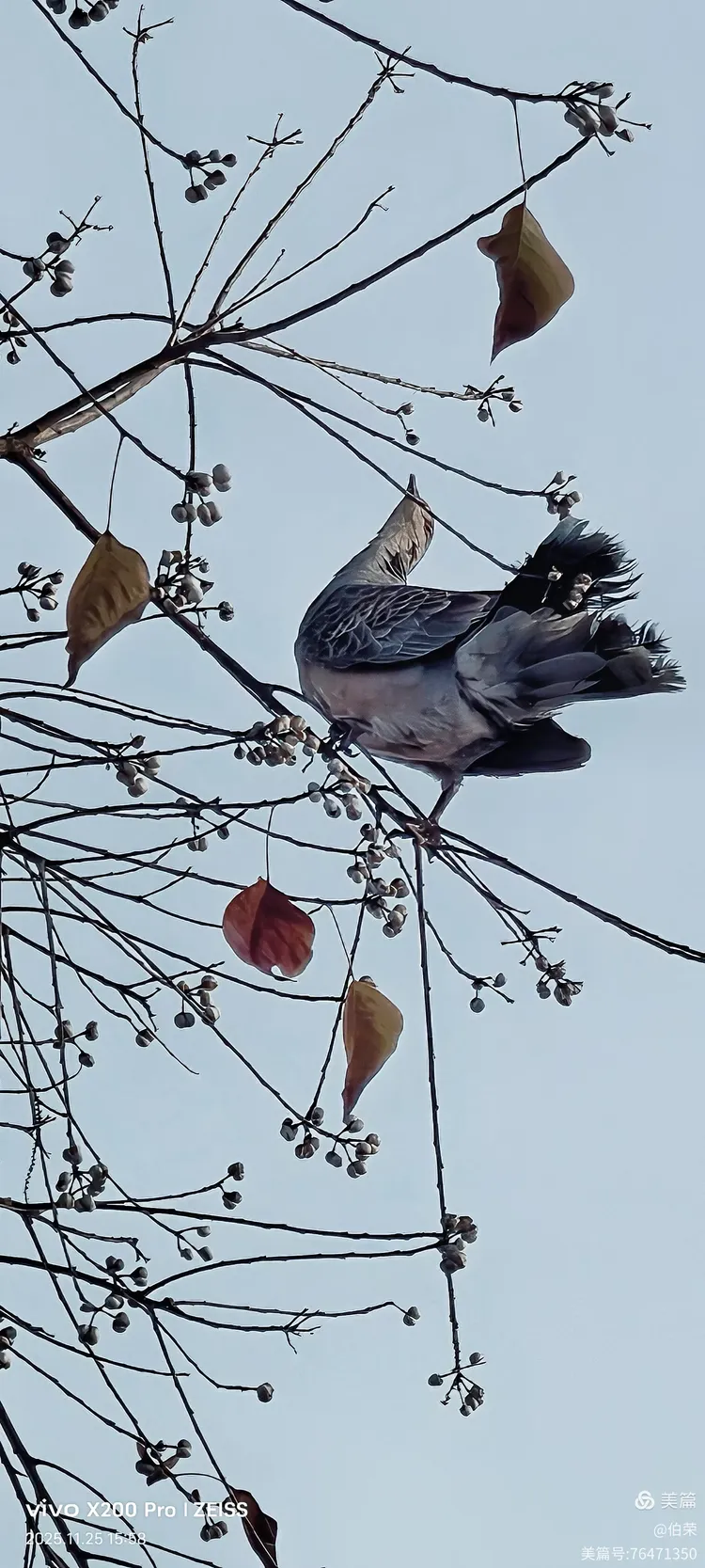 鸟姿百态图（88岁翁手机拍摄）