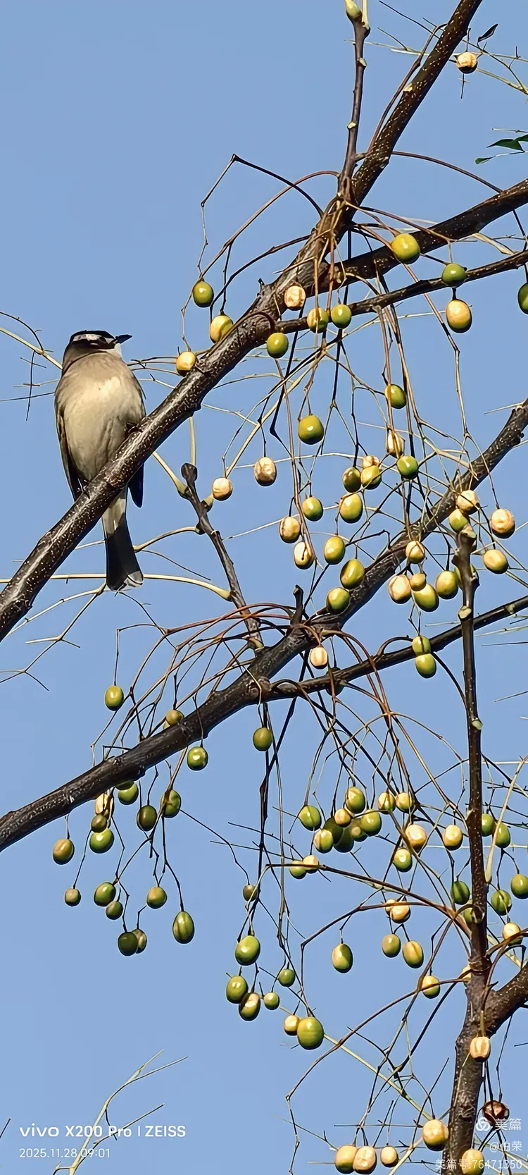 鸟姿百态图（88岁翁手机拍摄）