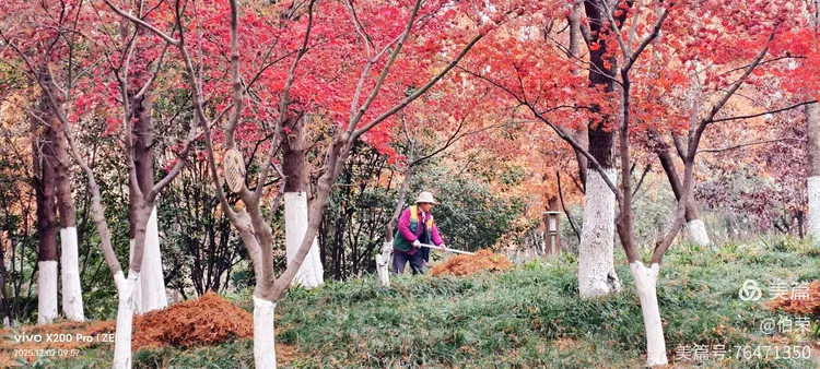 桃花岛里好风光！（88岁翁手机拍摄）