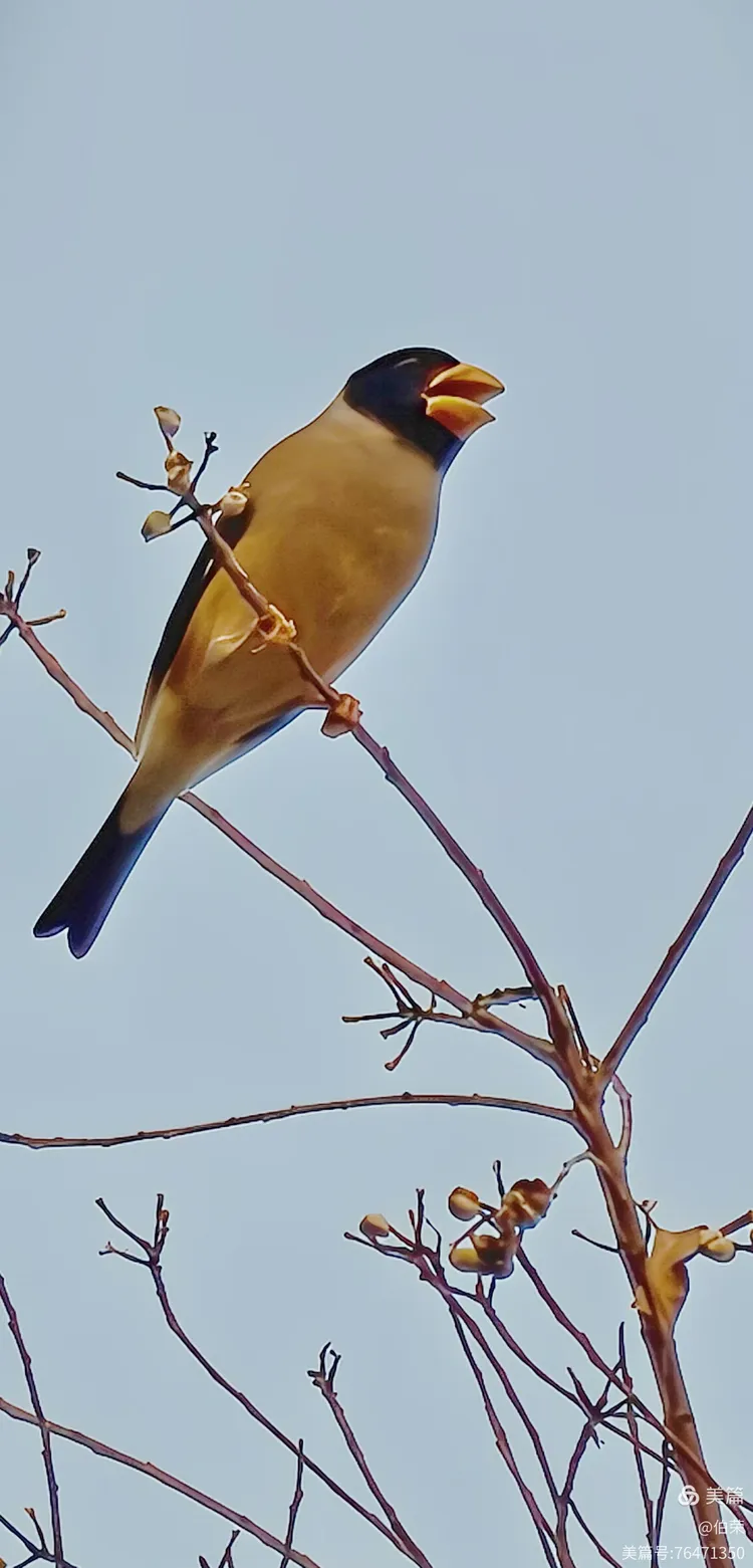 鸟姿百态图（88岁翁手机拍摄）