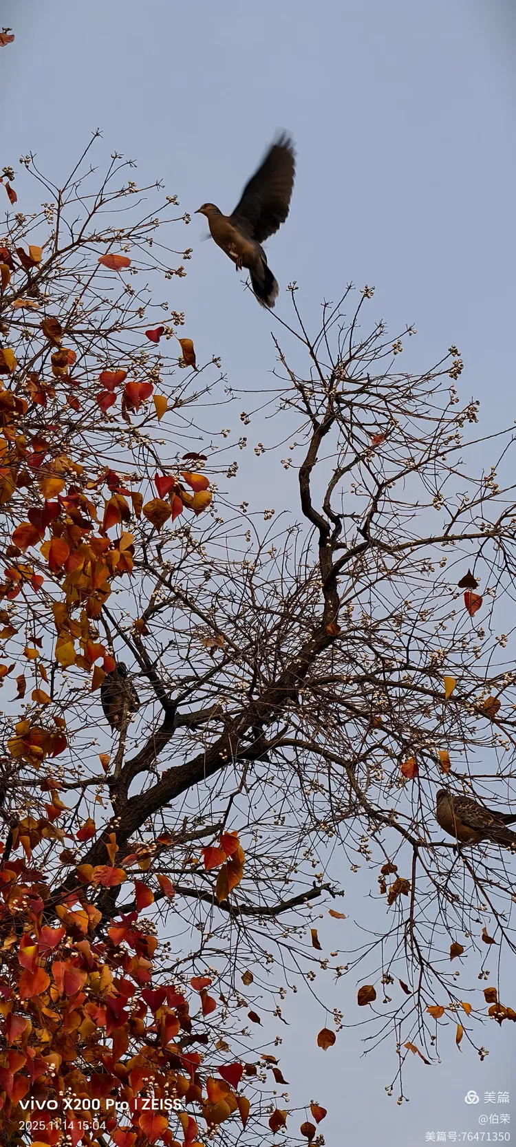 鸟姿百态图（88岁翁手机拍摄）