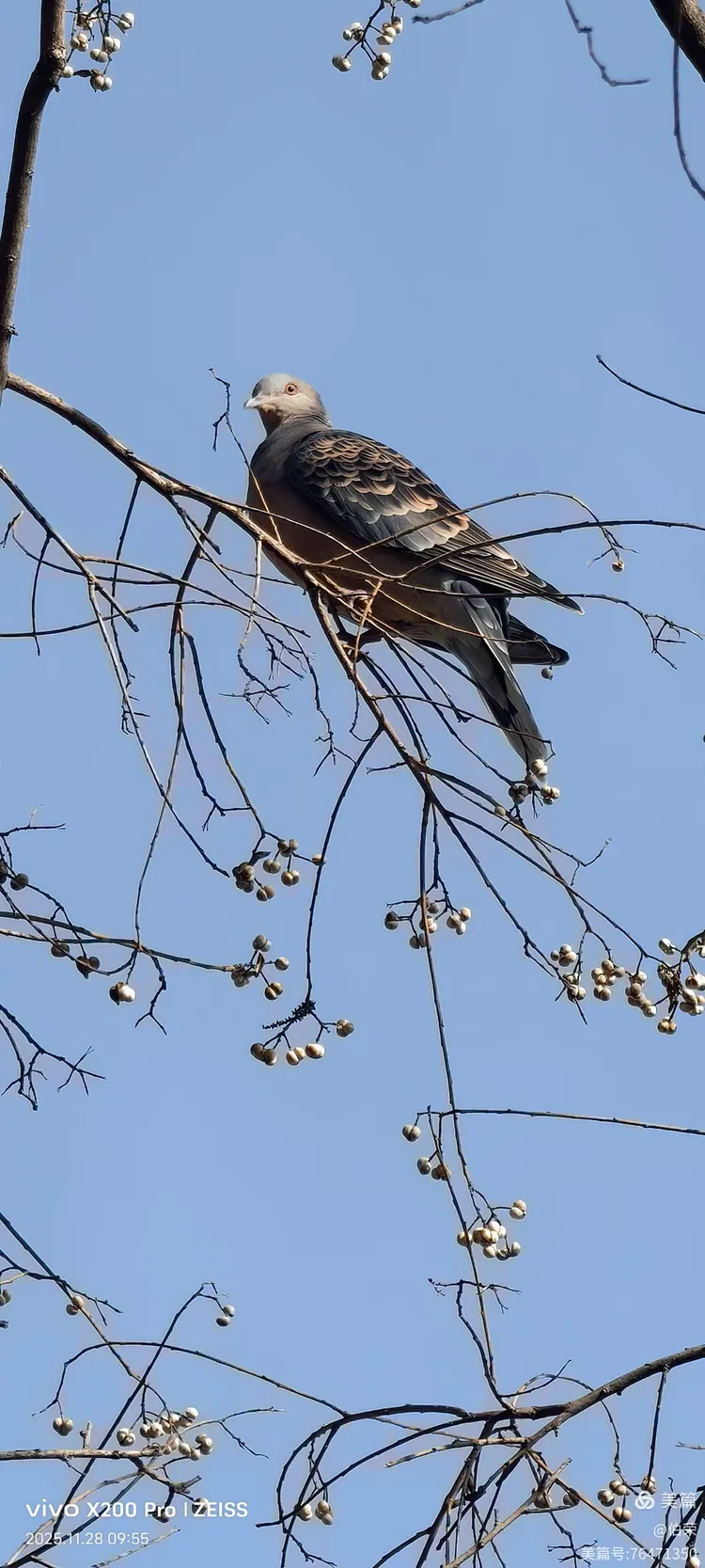 鸟姿百态图（88岁翁手机拍摄）