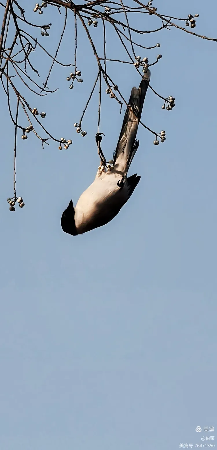 鸟姿百态图（88岁翁手机拍摄）