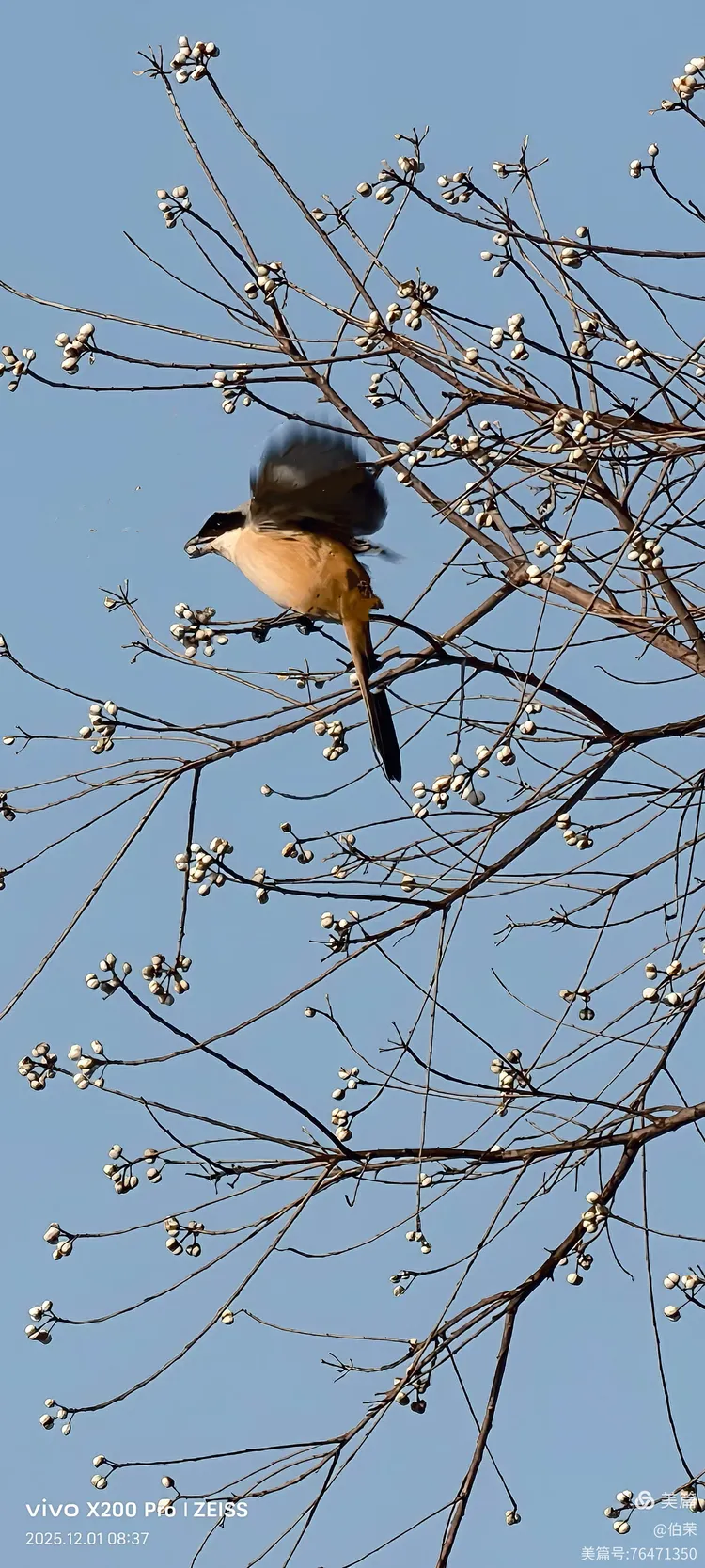 鸟姿百态图（88岁翁手机拍摄）