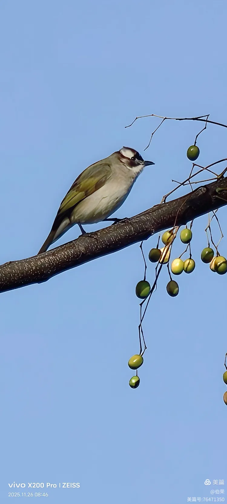 鸟姿百态图（88岁翁手机拍摄）