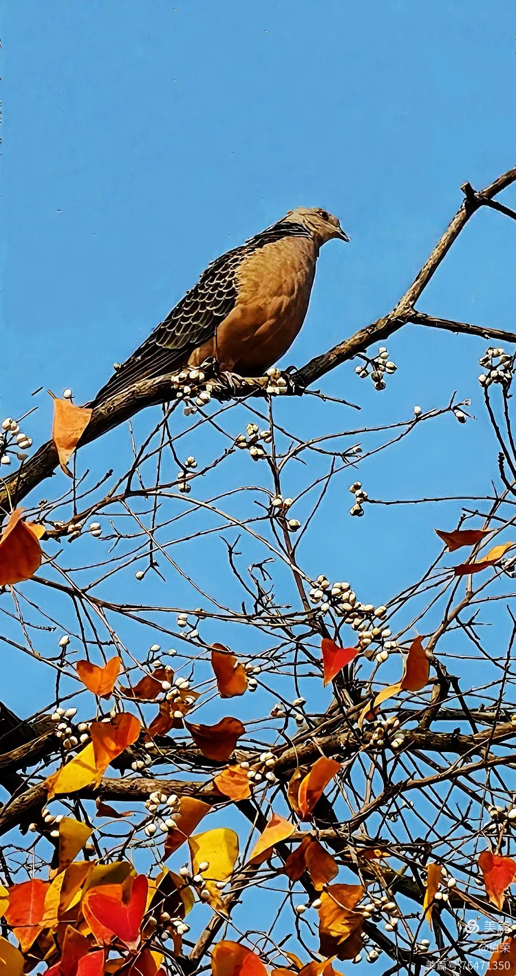 鸟姿百态图（88岁翁手机拍摄）