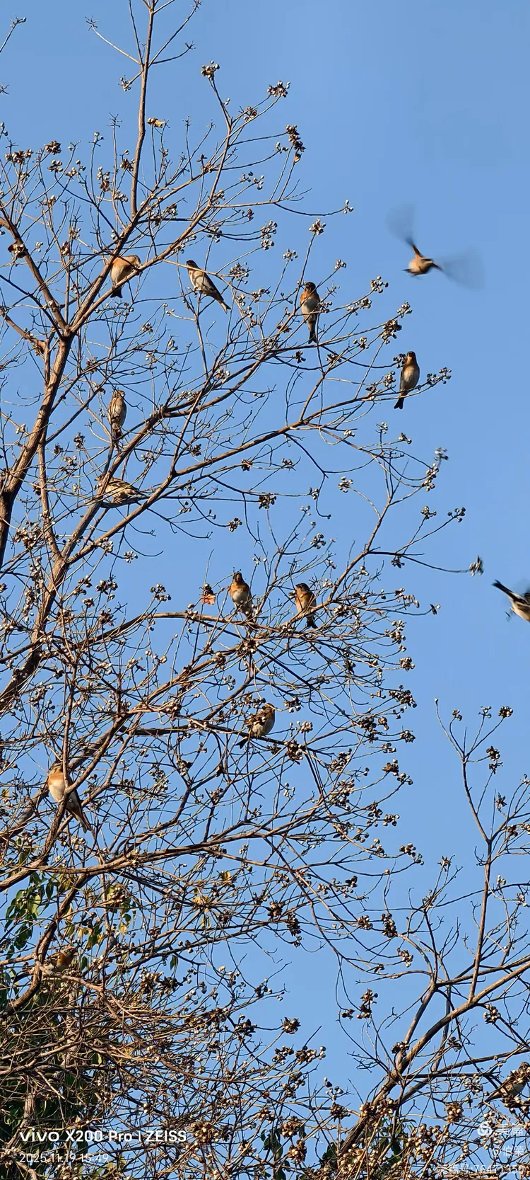 鸟姿百态图（88岁翁手机拍摄）